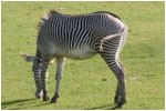 zebra